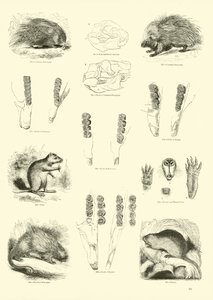 Página de The Pictorial Museum of Animated Nature de English School