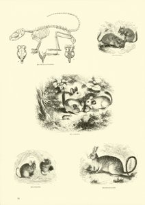 Página de The Pictorial Museum of Animated Nature