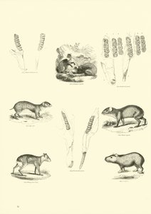 Página de The Pictorial Museum of Animated Nature