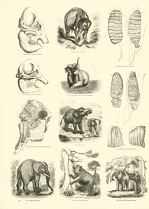 Página de The Pictorial Museum of Animated Nature
