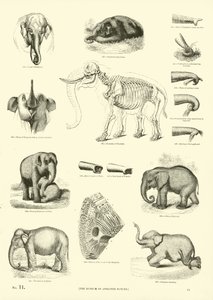 Página de The Pictorial Museum of Animated Nature de English School