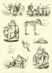 Página de The Pictorial Museum of Animated Nature