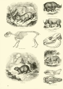 Página de The Pictorial Museum of Animated Nature