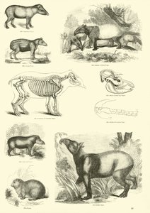 Página de The Pictorial Museum of Animated Nature