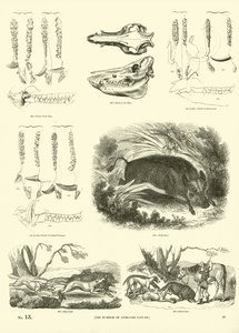 Página de The Pictorial Museum of Animated Nature