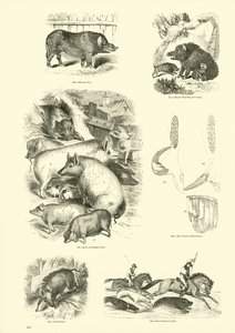 Página de The Pictorial Museum of Animated Nature