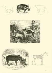 Página de The Pictorial Museum of Animated Nature