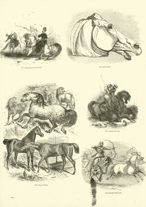 Página de The Pictorial Museum of Animated Nature de English School