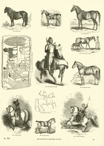 Página de The Pictorial Museum of Animated Nature