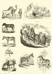 Página de The Pictorial Museum of Animated Nature