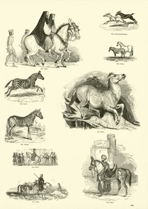 Página de The Pictorial Museum of Animated Nature