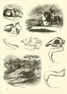 Página de The Pictorial Museum of Animated Nature