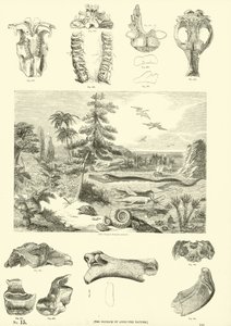 Página de The Pictorial Museum of Animated Nature