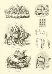 Página de The Pictorial Museum of Animated Nature