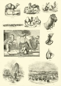 Página de The Pictorial Museum of Animated Nature
