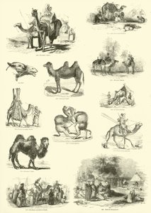 Página de The Pictorial Museum of Animated Nature de English School