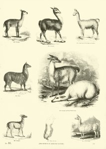 Página de The Pictorial Museum of Animated Nature