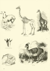 Página de The Pictorial Museum of Animated Nature de English School
