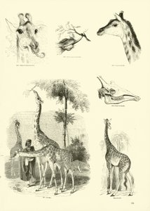 Página de The Pictorial Museum of Animated Nature