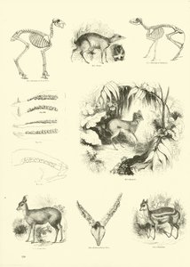 Página de The Pictorial Museum of Animated Nature