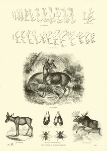 Página de The Pictorial Museum of Animated Nature