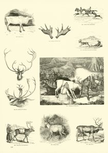 Página de The Pictorial Museum of Animated Nature