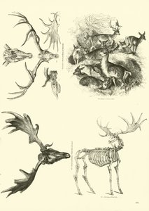 Página de The Pictorial Museum of Animated Nature