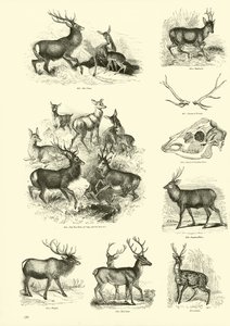 Página de The Pictorial Museum of Animated Nature