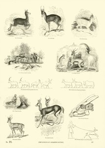 Página de The Pictorial Museum of Animated Nature