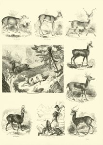 Página de The Pictorial Museum of Animated Nature