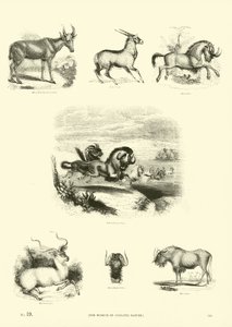 Página de The Pictorial Museum of Animated Nature