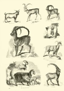 Página de The Pictorial Museum of Animated Nature