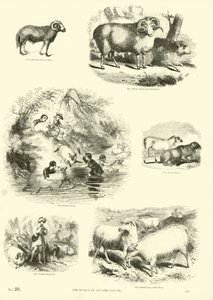 Página de The Pictorial Museum of Animated Nature de English School