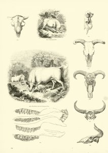 Página de The Pictorial Museum of Animated Nature