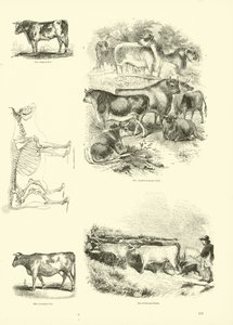 Página de The Pictorial Museum of Animated Nature
