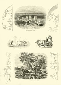 Página de The Pictorial Museum of Animated Nature