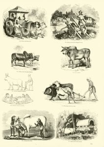 Página de The Pictorial Museum of Animated Nature