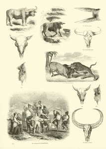 Página de The Pictorial Museum of Animated Nature de English School