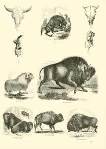 Página de The Pictorial Museum of Animated Nature