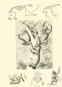 Página de The Pictorial Museum of Animated Nature
