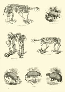 Página de The Pictorial Museum of Animated Nature
