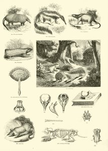 Página de The Pictorial Museum of Animated Nature