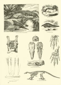 Página de The Pictorial Museum of Animated Nature