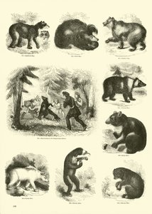 Página de The Pictorial Museum of Animated Nature