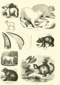 Página de The Pictorial Museum of Animated Nature