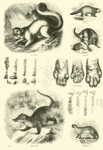 Página de The Pictorial Museum of Animated Nature