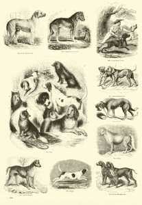 Página de The Pictorial Museum of Animated Nature