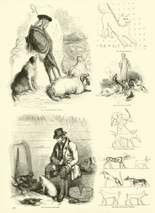 Página de The Pictorial Museum of Animated Nature