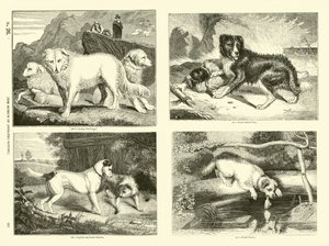 Página de The Pictorial Museum of Animated Nature