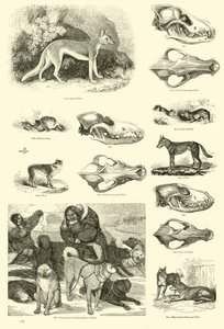 Página de The Pictorial Museum of Animated Nature de English School